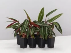 Stromanthe Sanguinea