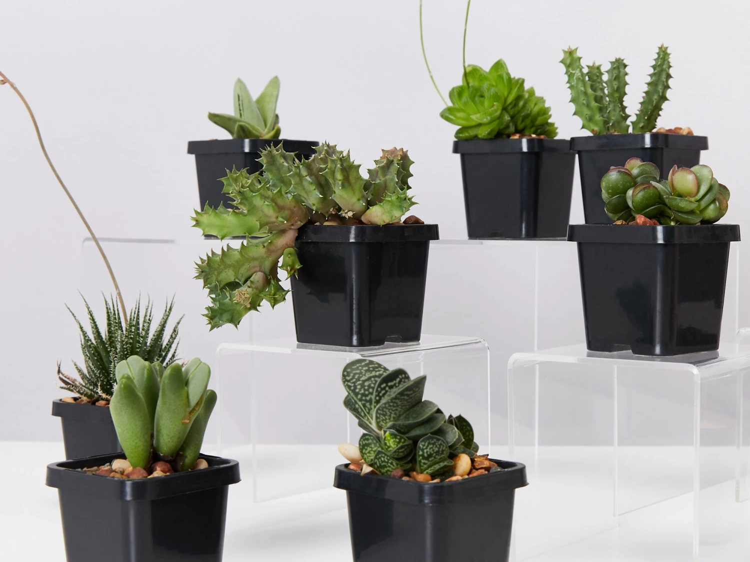 Mystery Succulent Box - Image 2