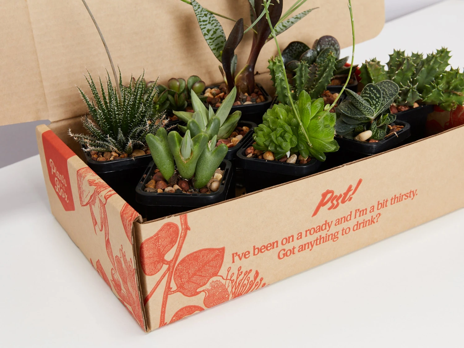Mystery Succulent Box - Image 5
