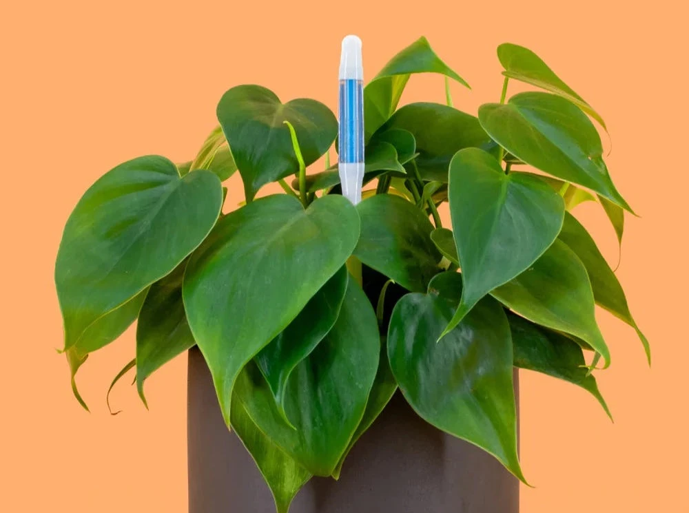 Sustee Plant Moisture Meter - Large White - Image 4