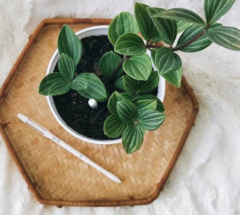 Sustee Plant Moisture Meter - Large White - Image 8