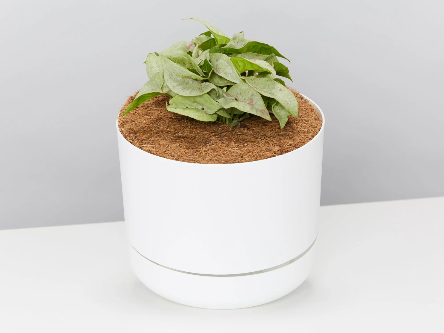 Houseplant Beginners Gift Box 🎁 - Sustee Included - Image 7