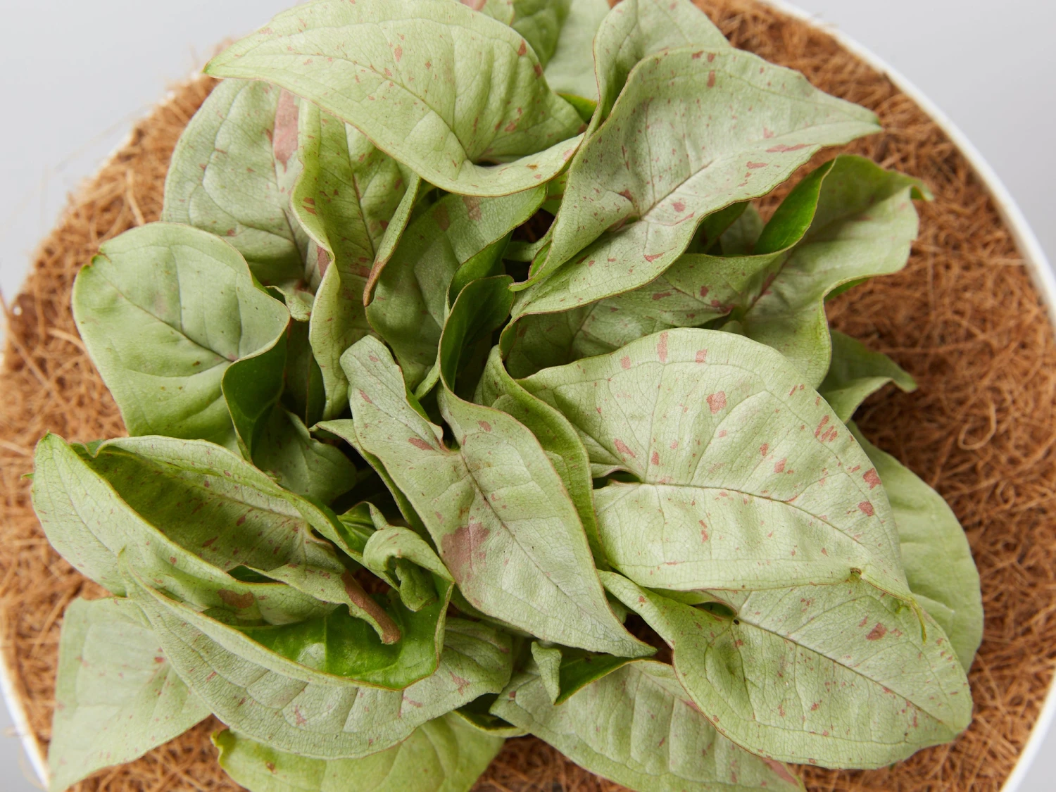 Houseplant Beginners Gift Box 🎁 - Sustee Included - Image 6