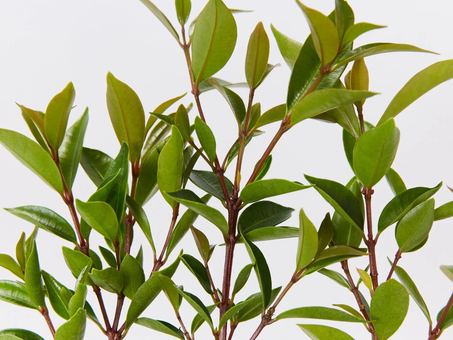 Syzygium Australe 'Baby Boomer' - Image 2