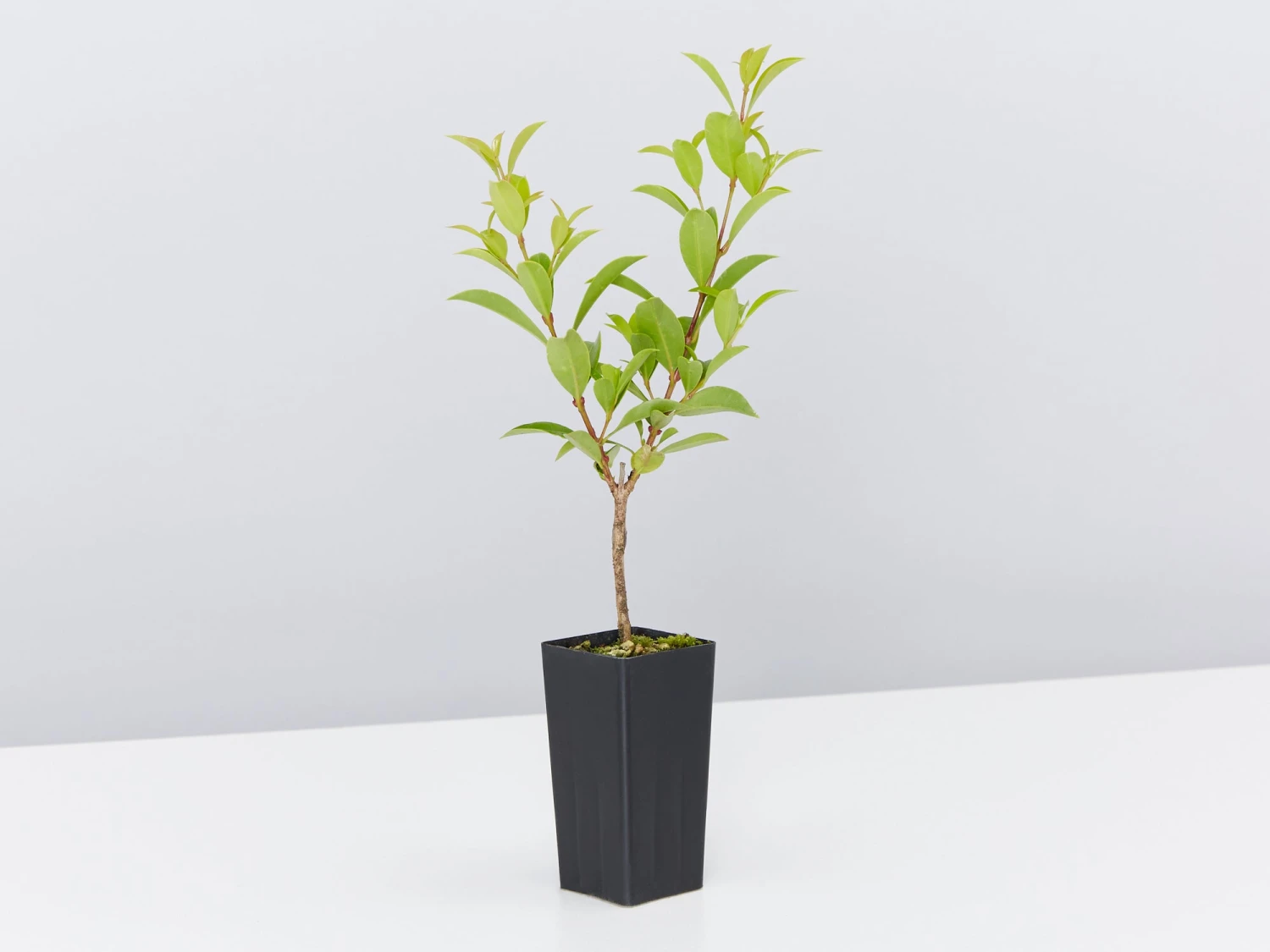 Australian Native Rainforest Mixed Pack - Image 4