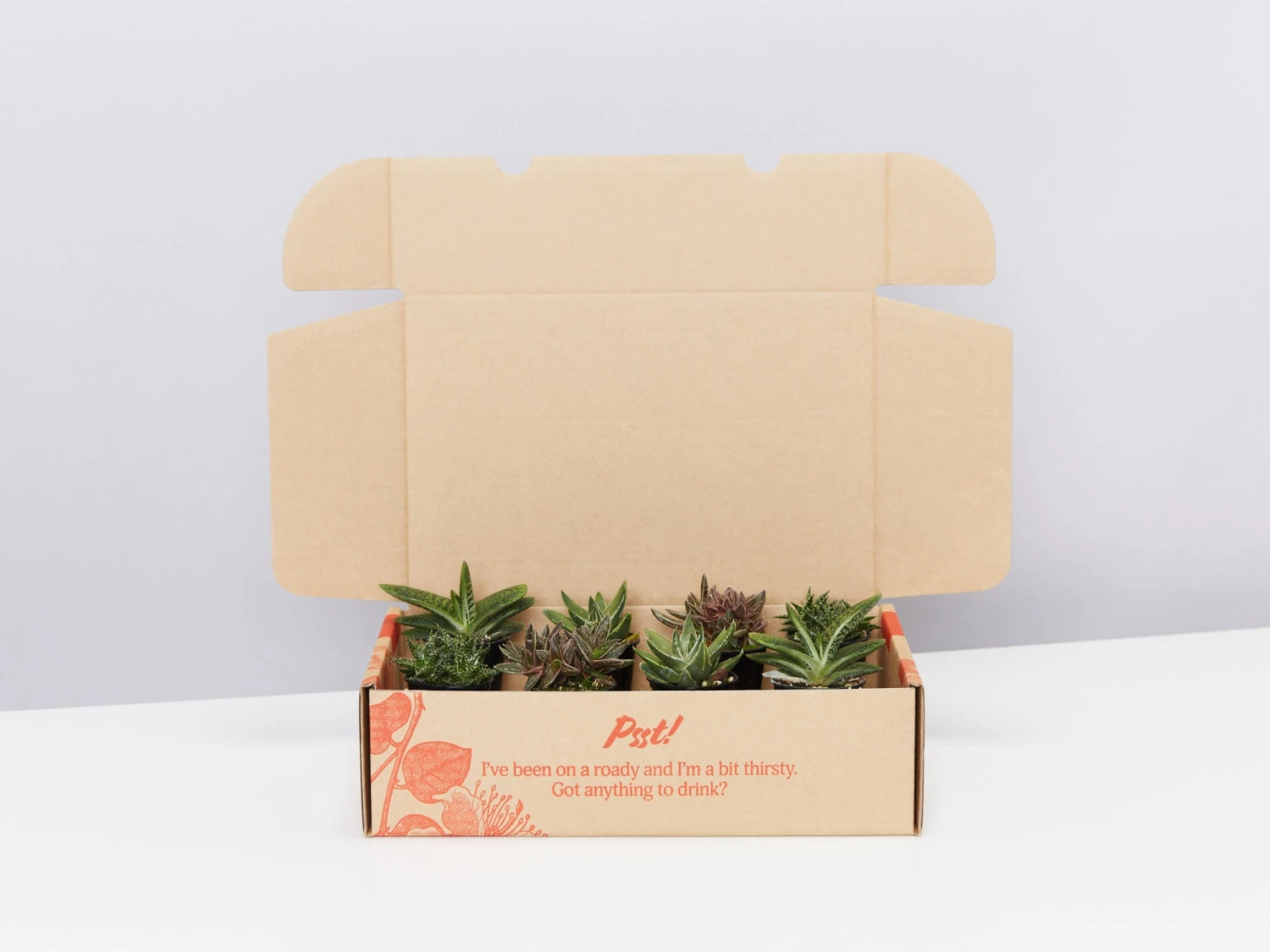 Mystery Succulent Box - Image 6