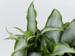 Tradescantia Spathacea Silver 85mm