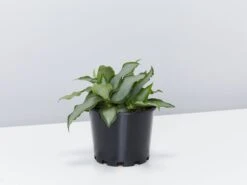 Tradescantia Spathacea Silver