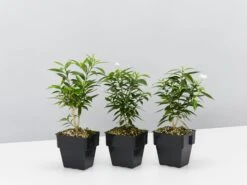 Tabernaemontana Corymbosa - Larger Plants