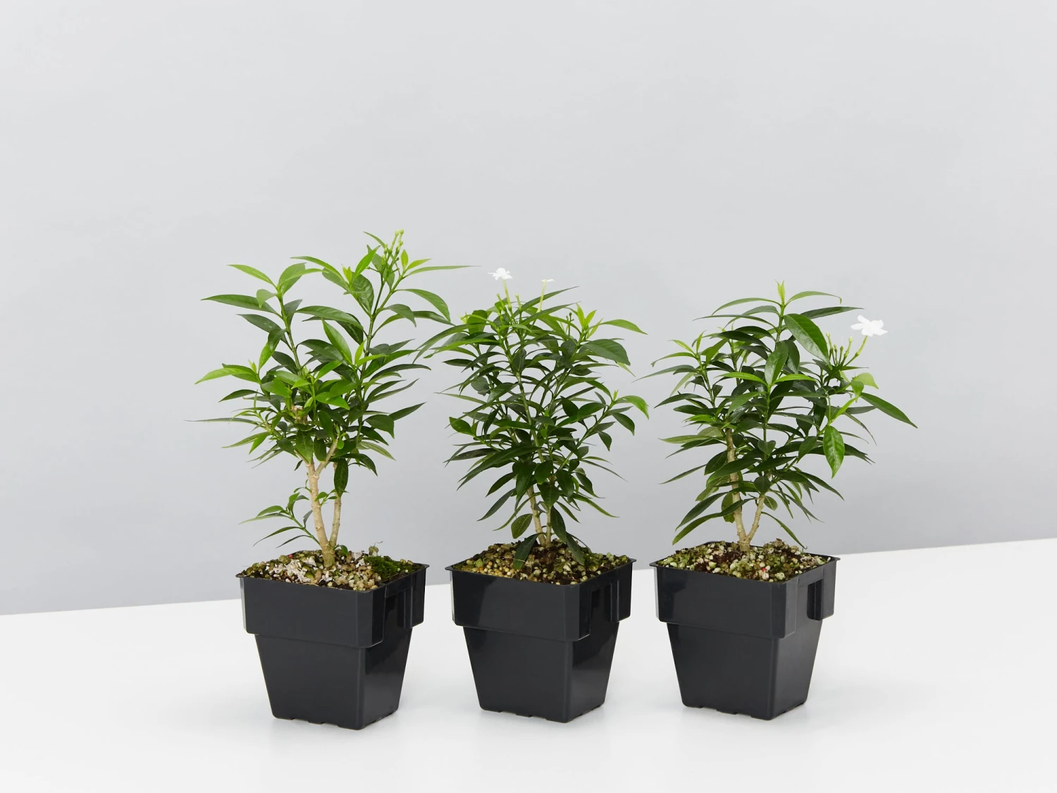 Tabernaemontana Corymbosa - Larger Plants