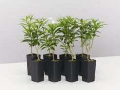 Tabernaemontana Corymbosa