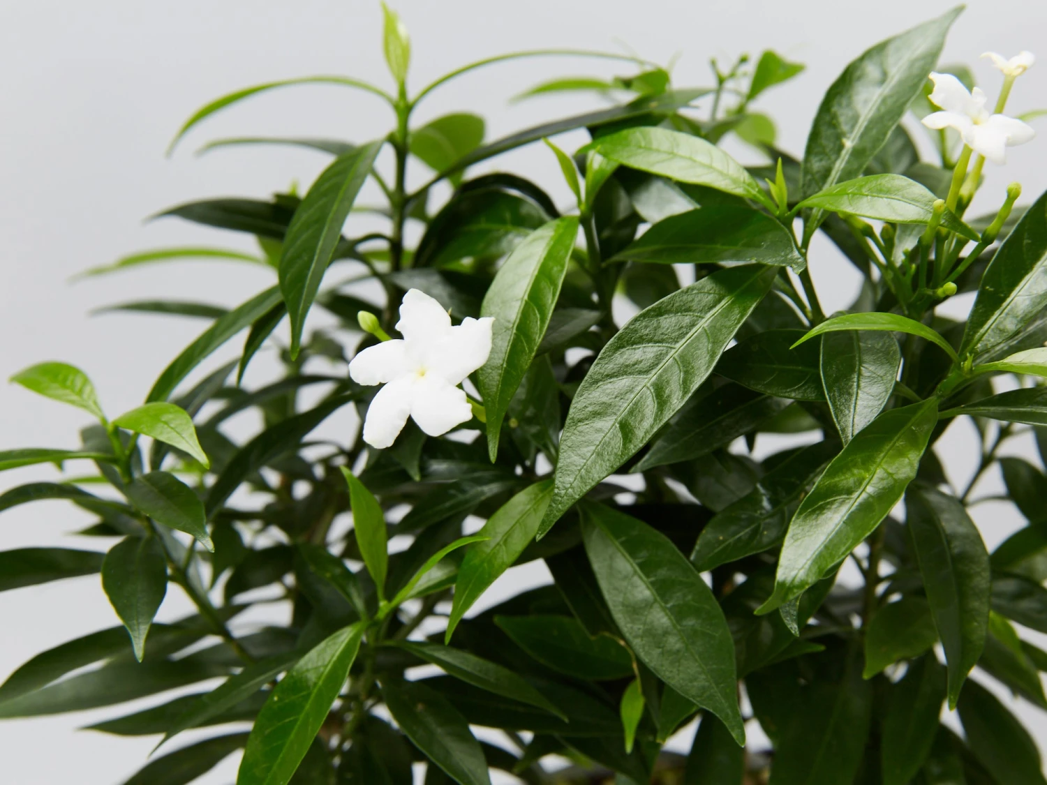 Tabernaemontana Corymbosa - Larger Plants - Image 2