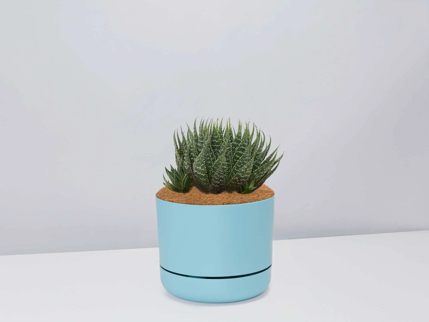 Succulent Planter In LECA Set - Image 7
