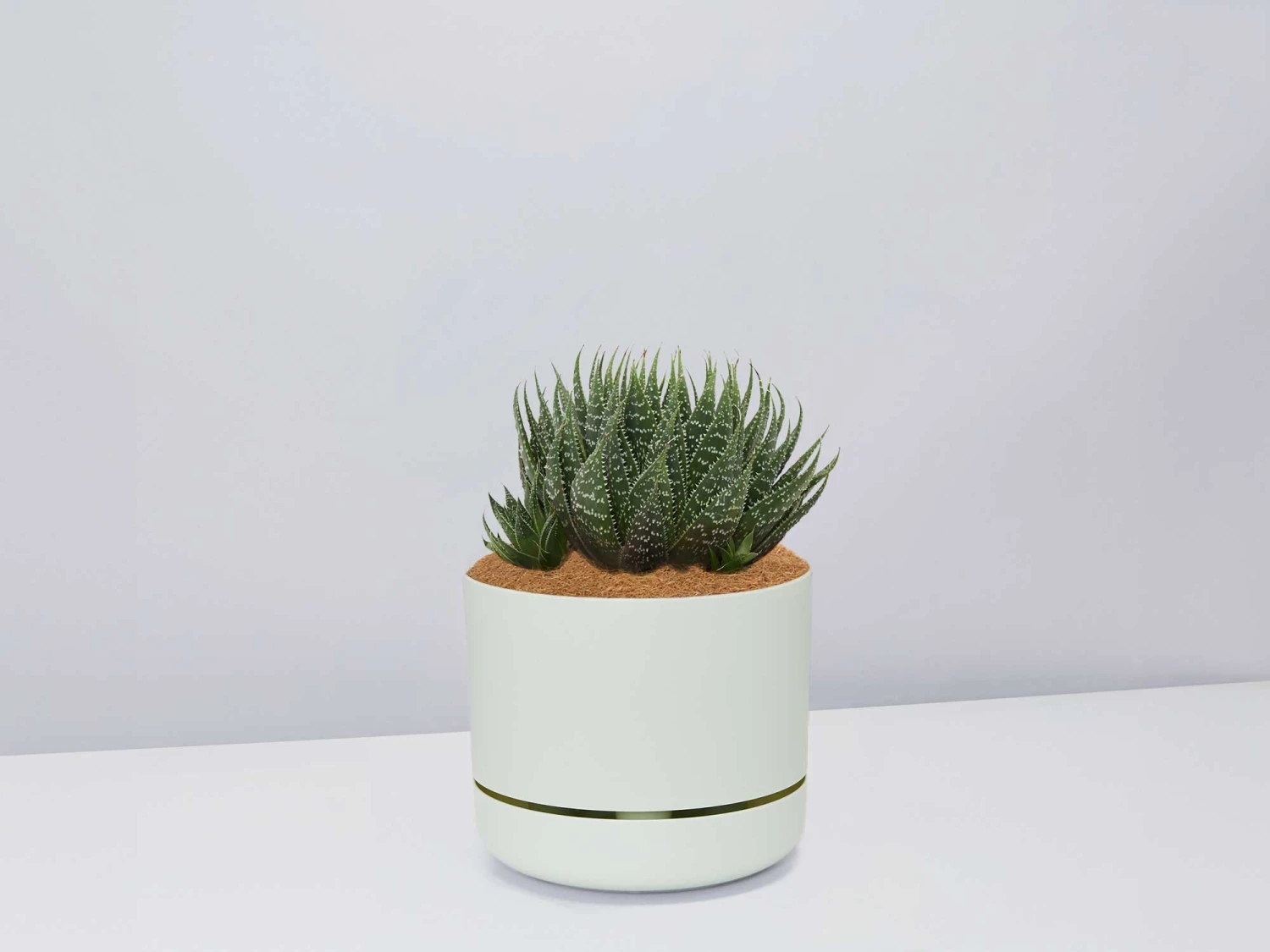 Succulent Planter In LECA Set - Image 12