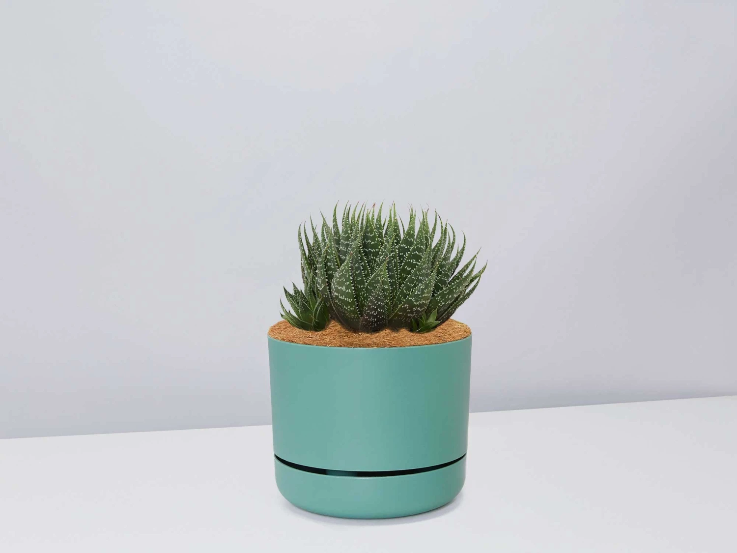 Succulent Planter In LECA Set - Image 14