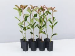 Photinia Thin Red™ X Fraseri Hedge Pack
