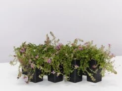 Creeping Thyme -Thymus Praecox