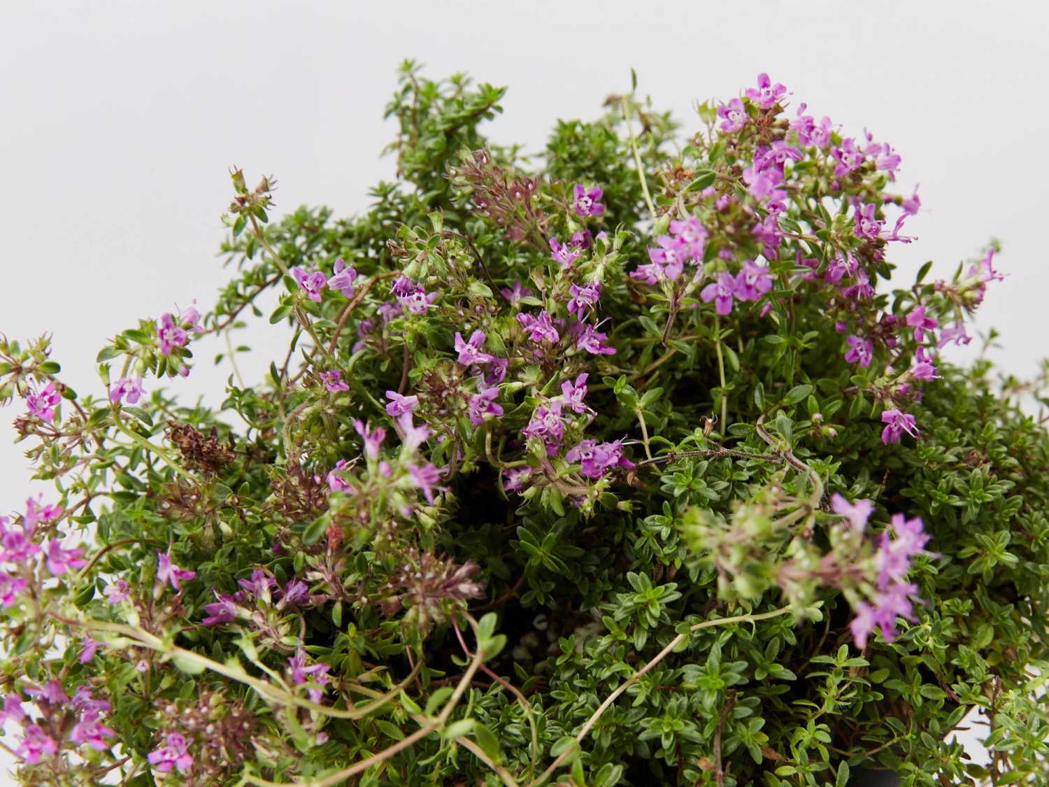 Creeping Thyme -Thymus Praecox - Image 5