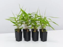 Thysanolaena Maxima Tiger Grass