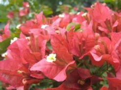 Bougainvillea Tiny Tina