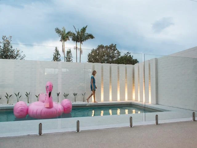 Strelitzia Reginae "Bird Of Paradise" - Image 6