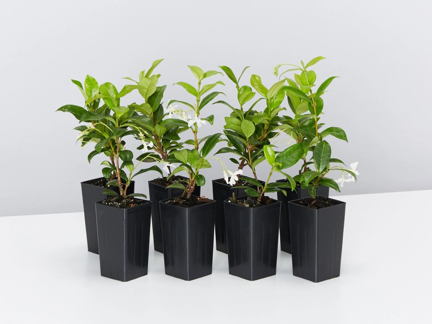 Star Jasmine Hedging Or Ground Cover Pack