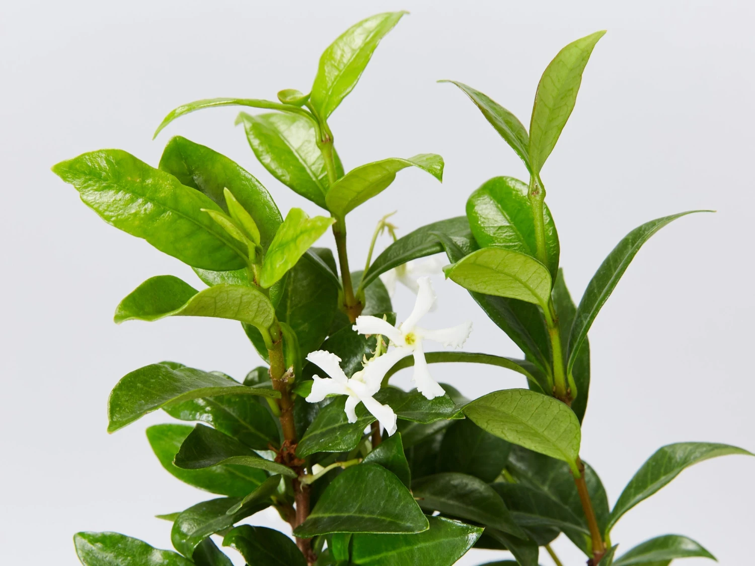 Star Jasmine Hedging Or Ground Cover Pack - Image 5