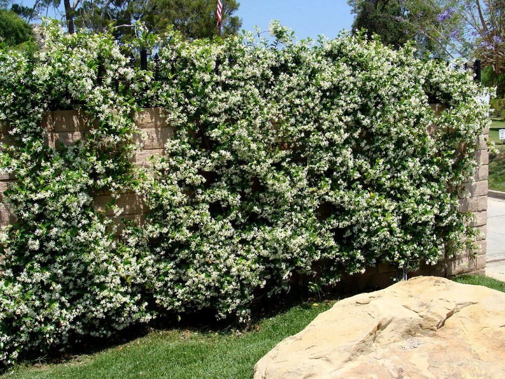 Star Jasmine Hedging Or Ground Cover Pack - Image 2