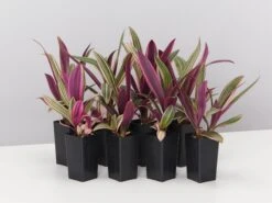 Tradescantia Dwarf Variegated Rhoeo Discolour Pink