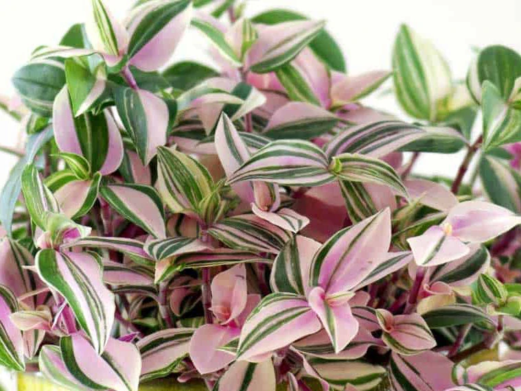 Tradescantia Fluminensis Tricolor With Pot Option