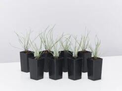 Tulbaghia Cominsii X Violacea Purple Eye 'Society Garlic'