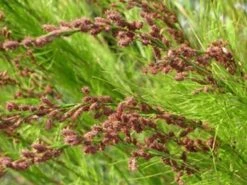 Baloskion Tetraphyllum