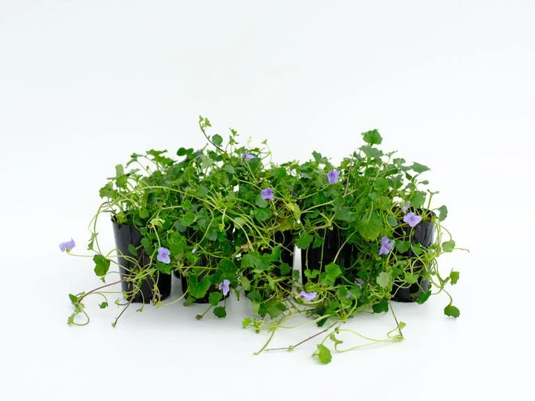 Viola Hederacea Baby Blue