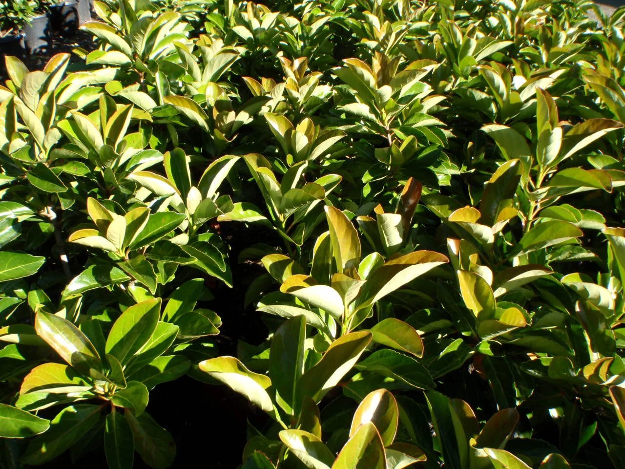 Viburnum Odoratissimum Emerald Lustre Tall Hedge Pack - Image 4