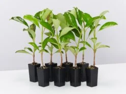 Viburnum Odoratissimum Emerald Lustre Tall Hedge Pack