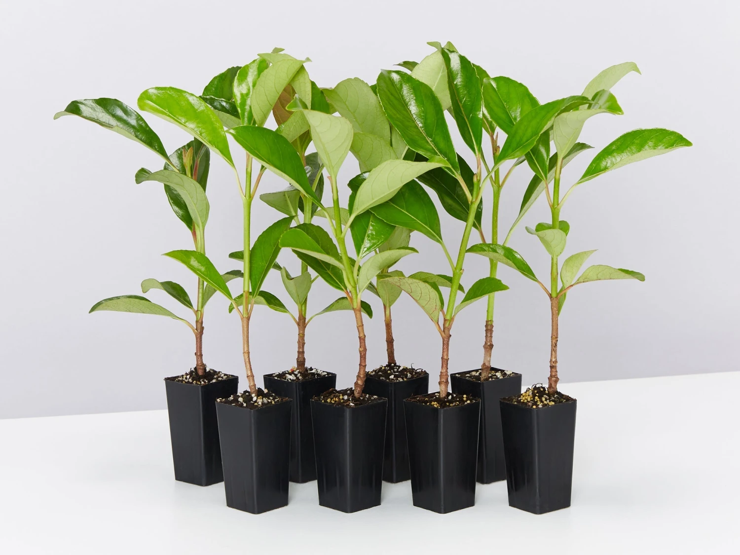 Viburnum Odoratissimum Emerald Lustre Tall Hedge Pack