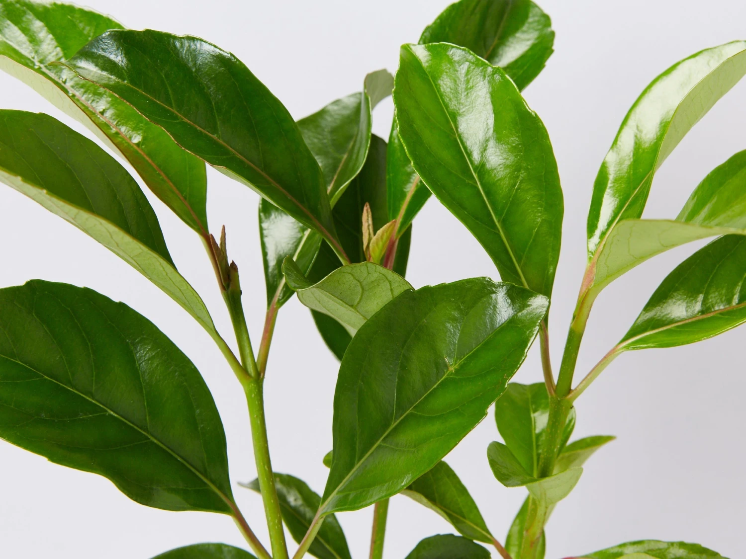 Viburnum Odoratissimum Emerald Lustre Tall Hedge Pack - Image 2