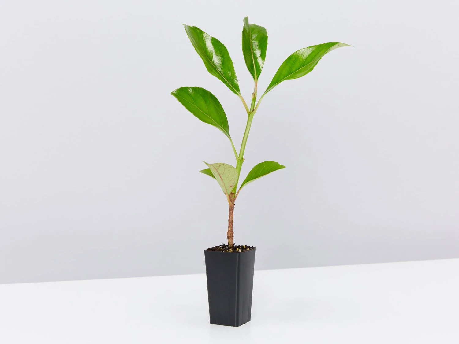 Viburnum Odoratissimum Emerald Lustre Tall Hedge Pack - Image 3