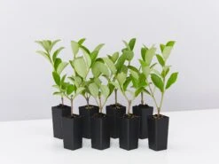 Viburnum Dense Fence™ Box Of Hedges