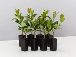 Viburnum Quick Fence™ - Box Of Hedges