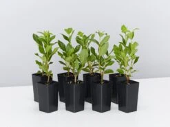 Viburnum Tinus - Box Of Hedge Plants