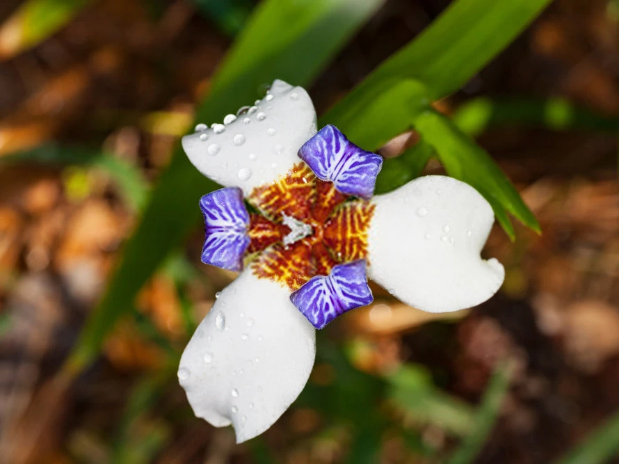 Neomarica Northiana 'Walking Iris' Plant Packs - Image 2