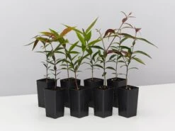 The Weeping Lilly Pilly (Waterhousia Floribunda)