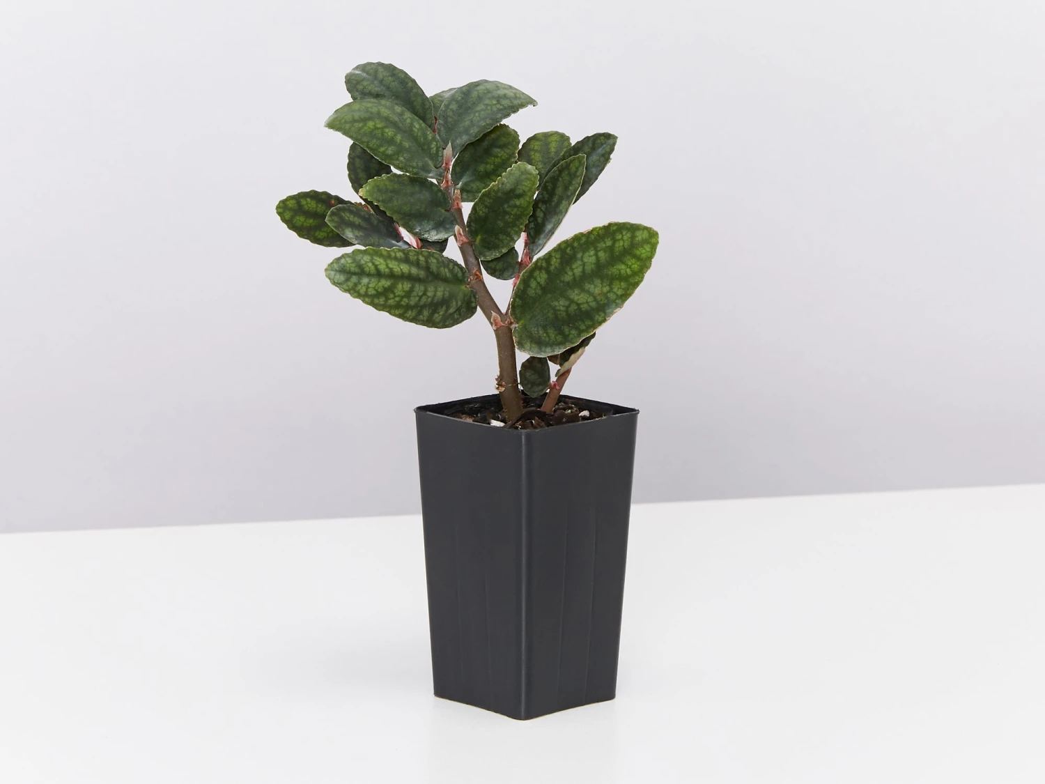 Pellionia Pulchra - Image 3