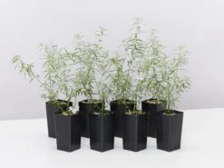 Westringia Fruticosa Blue Moon