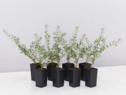 Westringia Fruticosa