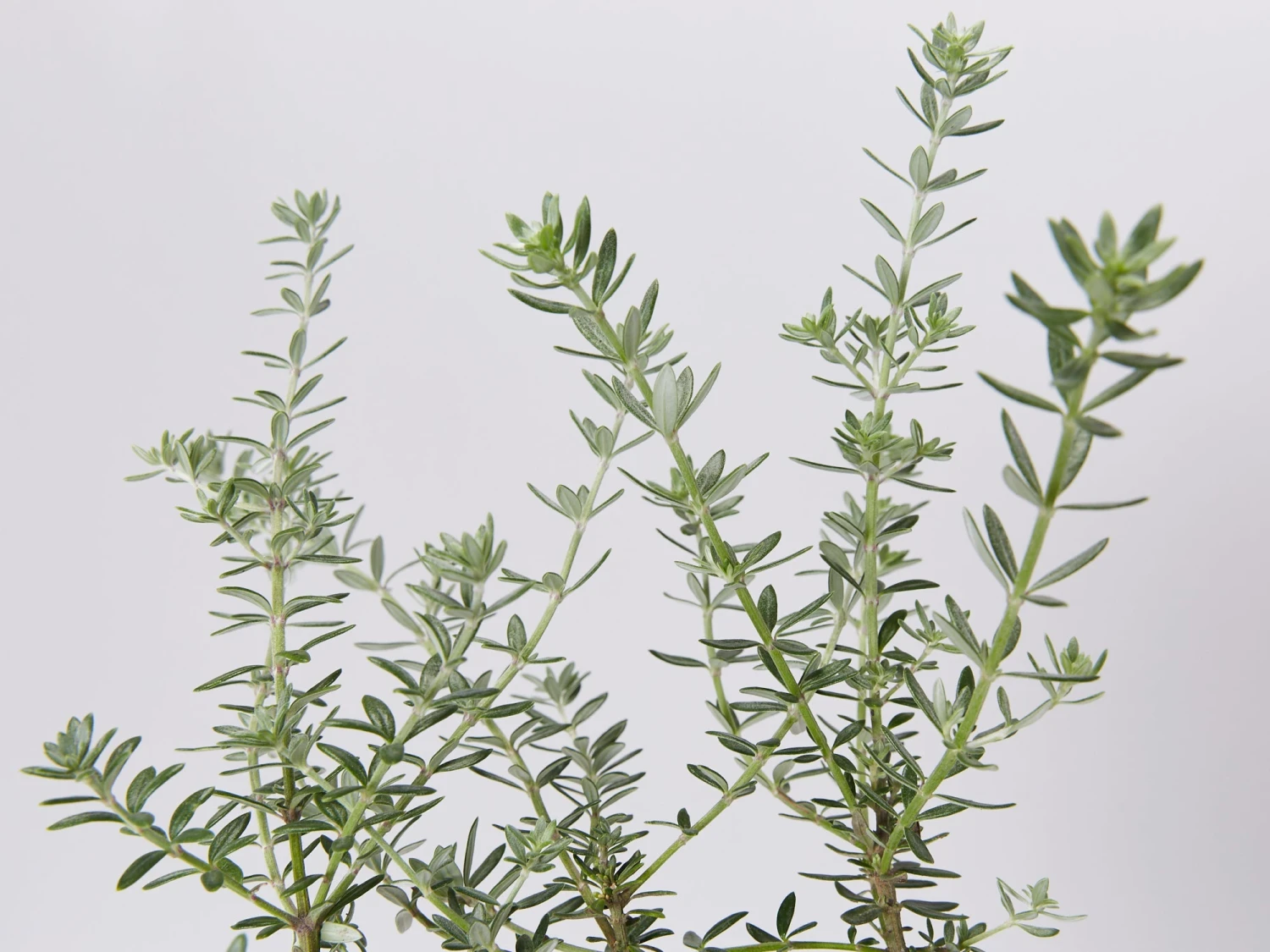 Westringia Fruticosa - Image 3