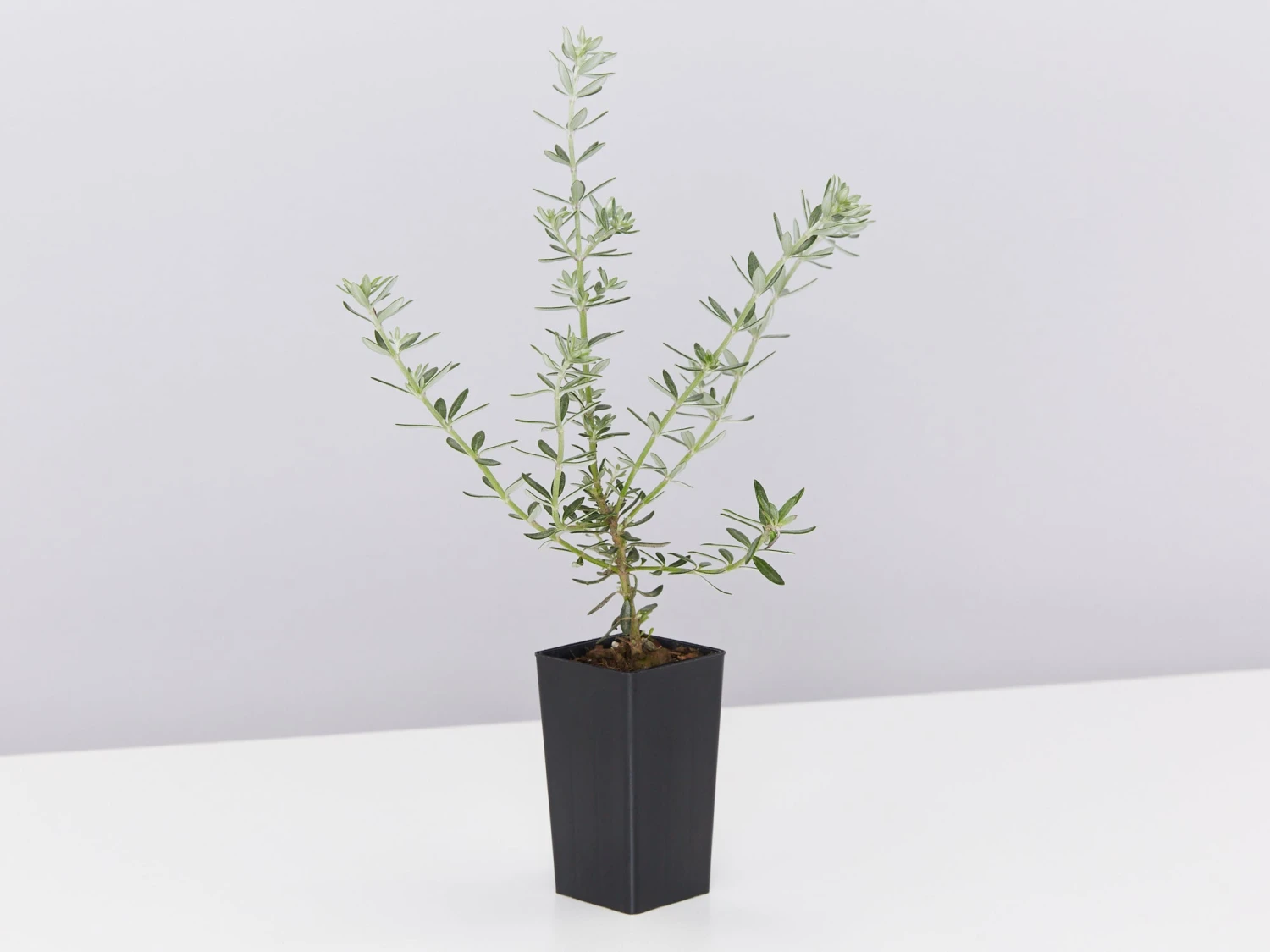 Westringia Fruticosa - Image 5