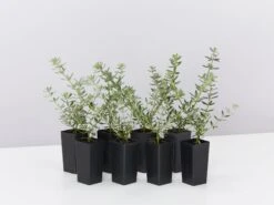 Westringia Fruticosa Zena