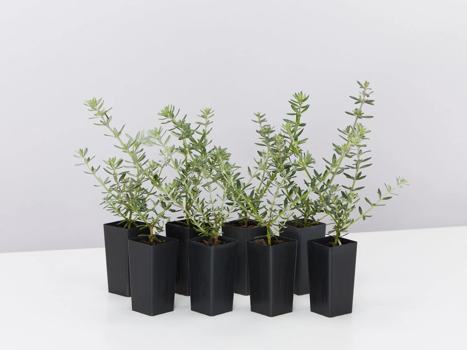 Westringia Fruticosa Zena